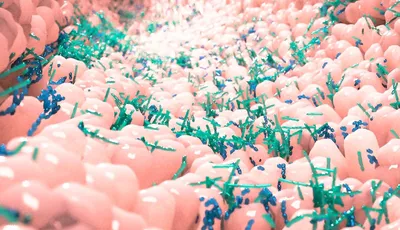 Máster de Formación Permanente en Microbiota y Probióticos online de la Universidad Europea