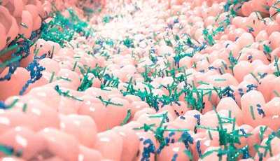 master microbiota probióticos y prebióticos