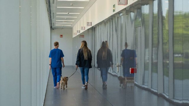 perro con artrosis en una clínica veterinaria