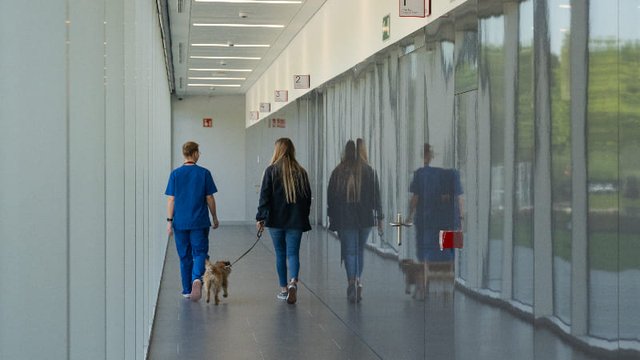 perro con artrosis en una clínica veterinaria