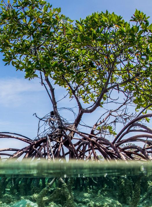 M&aacute;ster de Formaci&oacute;n Permanente en Ecosistemas y Biodiversidad online de Universidad Europea