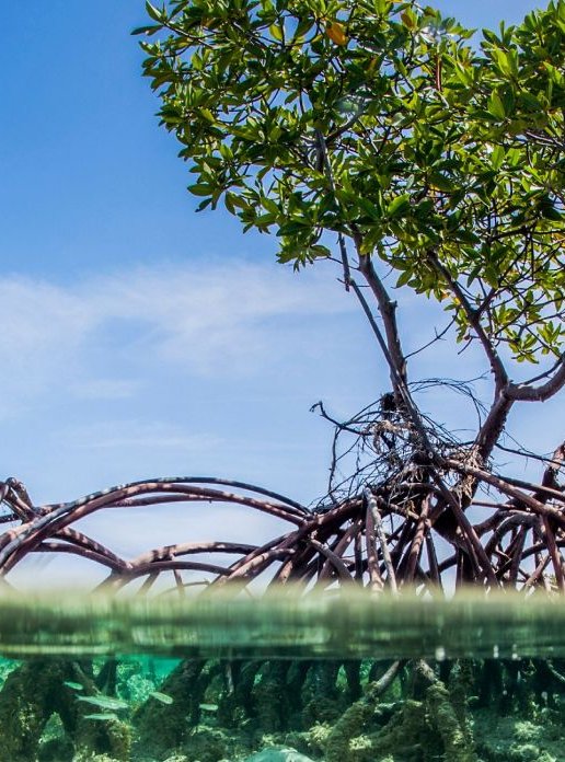 Máster de Formación Permanente en Ecosistemas y Biodiversidad online de Universidad Europea