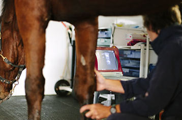 Hospital Cl&iacute;nico Veterinario