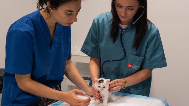 gato atendido por veterinarios en una clínica