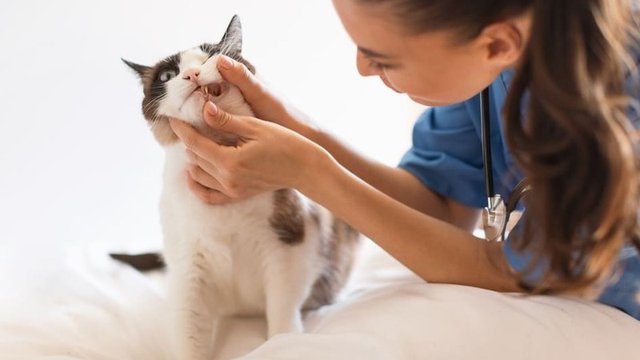 absceso en gato