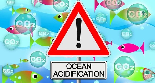 acidifciacion-oceanos-800x450.jpg