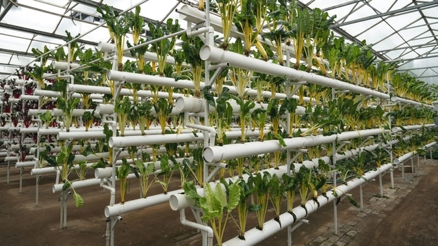 innovador dise&ntilde;o de invernadero hidrop&oacute;nico para la agricultura sostenible