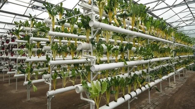 innovador diseño de invernadero hidropónico para la agricultura sostenible