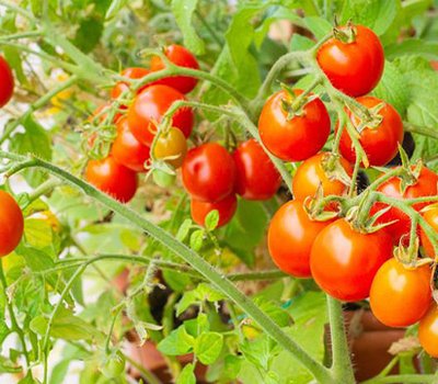 agricultura-sostenible-impacto-restauracion.jpg