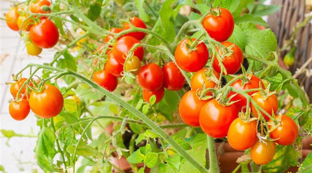 La agricultura sostenible y su impacto en la restauración: del campo a la mesa