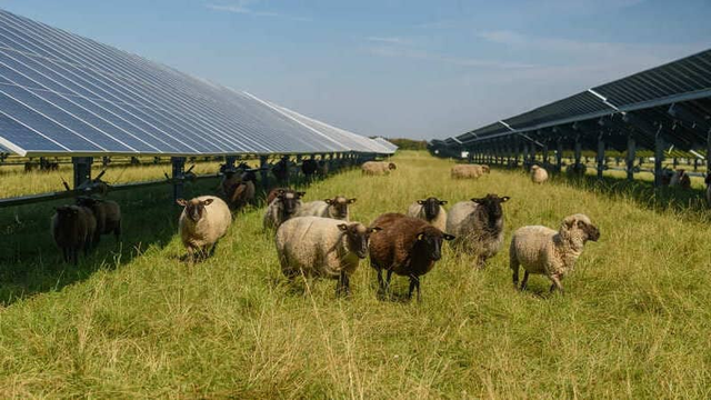 sistema agrovoltaico