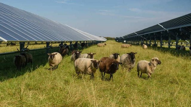 sistema agrovoltaico
