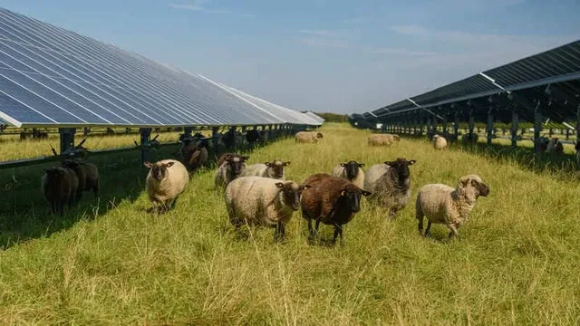 sistema agrovoltaico