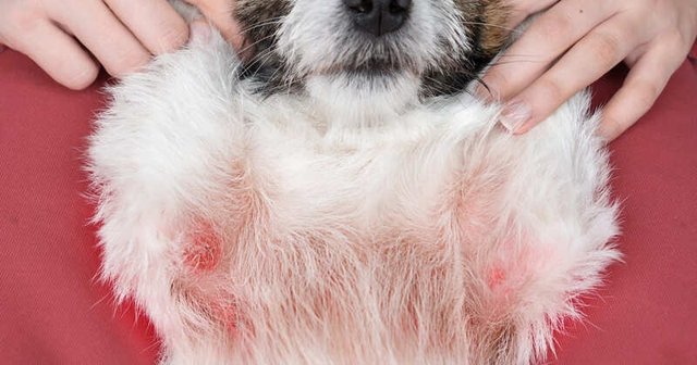 perro con alergia en las axilas