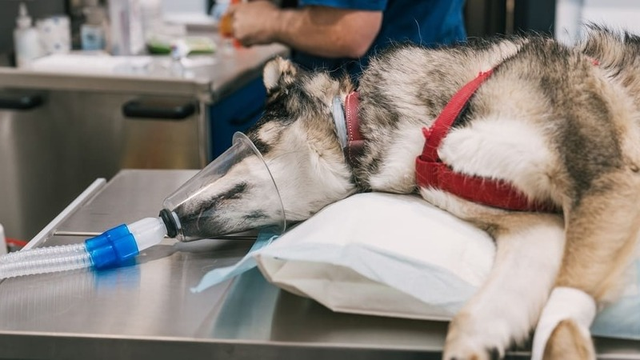 imagen de un perro anestesiado