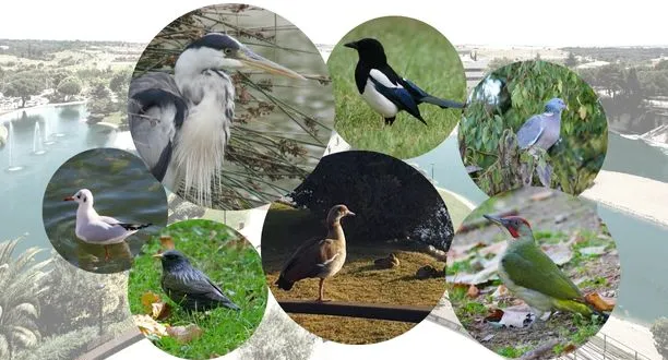 aves_mini.jpg