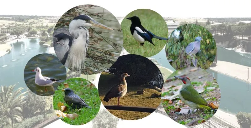 aves_ok.jpg