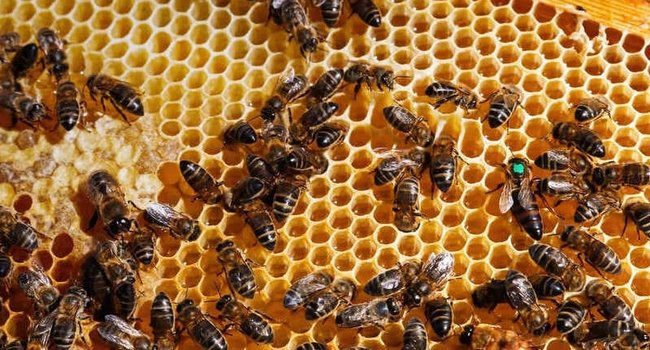 biodiversidad-funcinal-800x450