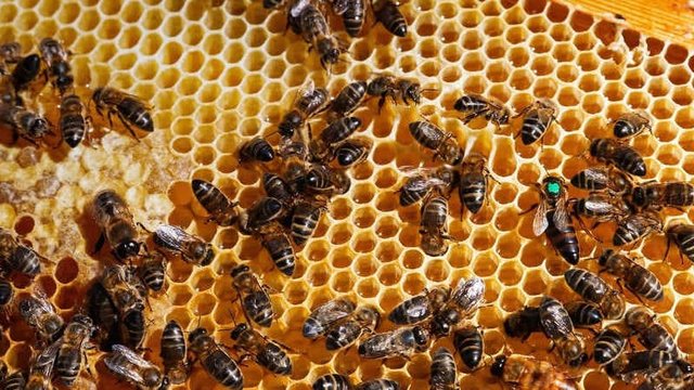 imagen de abejas en un panal, un tipo de biodiversidad funcional