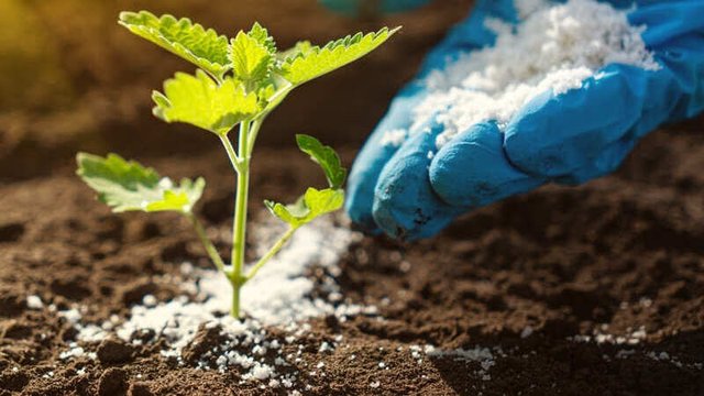 biofertilizantes en una planta