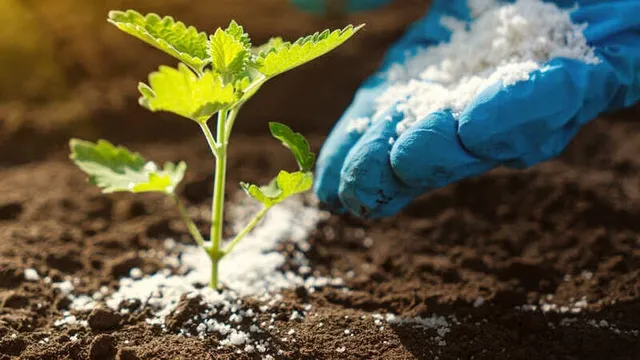 biofertilizantes en una planta