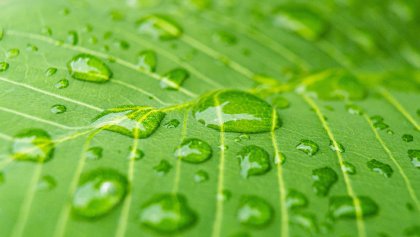 La biofilia impacta positivamente la salud mental, la concentración y la productividad.