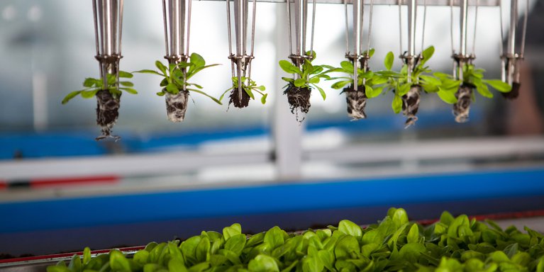 ¿Qué es la biotecnología vegetal? Blog UE