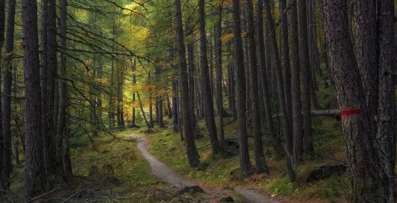 bosque_ok.jpg