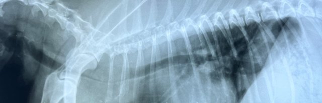 radiografía de un colapso traqueal en un perro