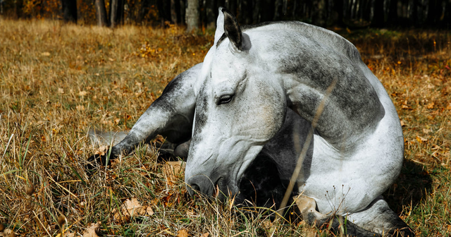 fotografía de un caballo con un cólico