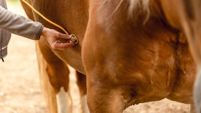 imagen de un veterinario diagnosticando un cólico equino