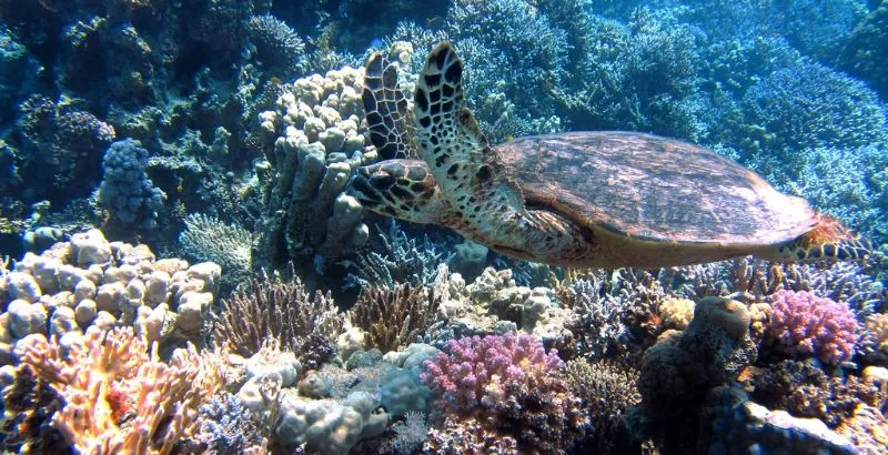 coral (1).jpg