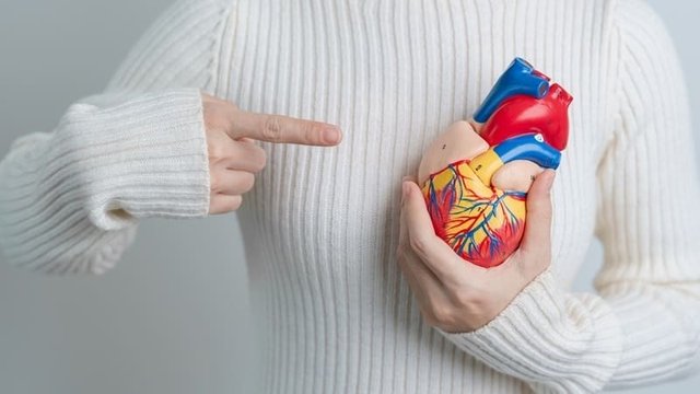 Imagen de una persona sosteniendo una replica de un corazón humano