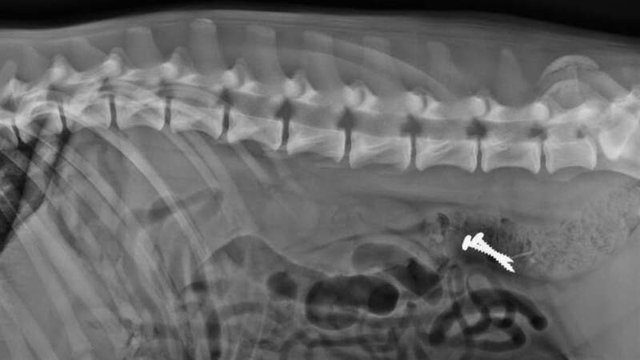 radiografía de un cuerpo extraño en un perro