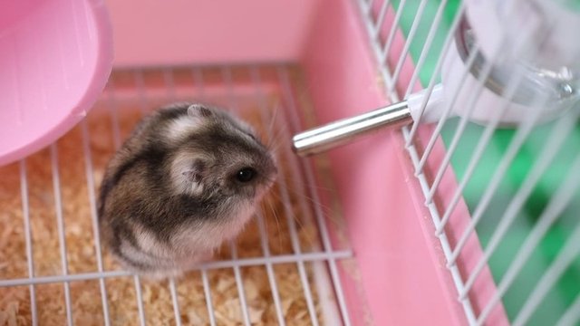 hámster bebiendo agua en su jaula