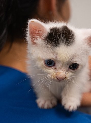 Curso Universitario de Asistente Técnico Veterinario Especialista en Animales de Compañía