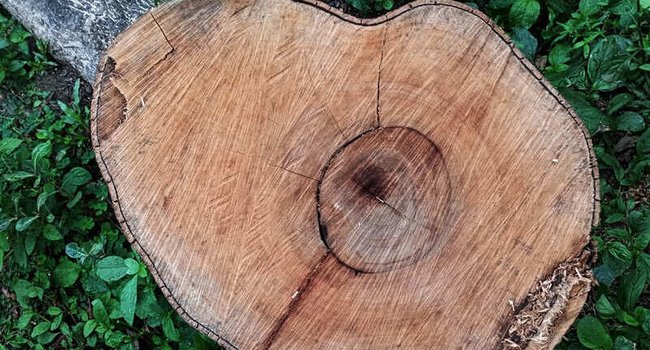 deforestacion-800x450.jpg