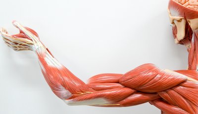 descubriendo-un-nuevo-musculo-og