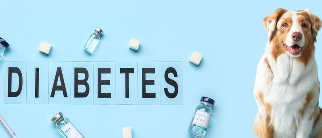 imagen de una perro con la palabra diabetes al lado