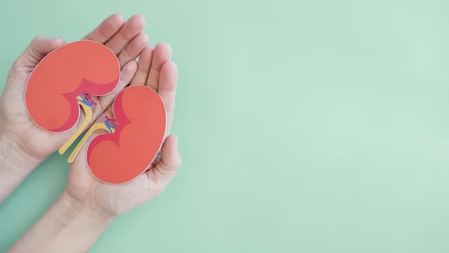 manos sosteniendo un papel en forma de riñón