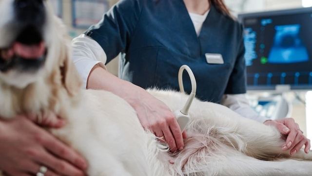veterinario haciendo una ecograf&iacute;a a un perro