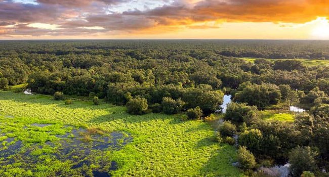 ecosistema-800x450.jpg