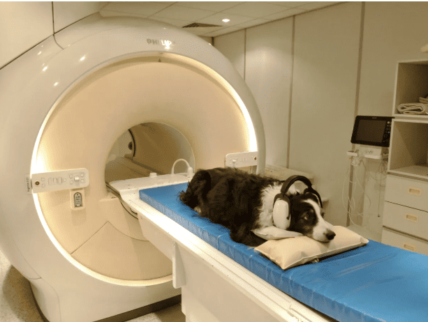 imagen de un perro en un tac tras tener un ataque de epilepsia idiopática