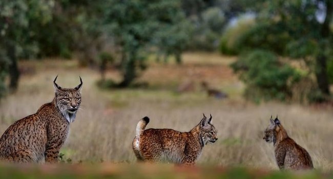 especies-endemicas-800x450