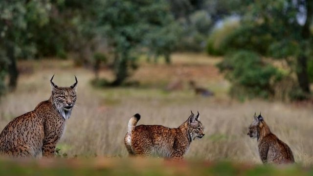 especie endémica de España, el lince ibérico