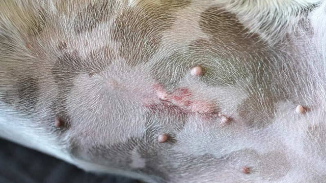 cicatriz despu&eacute;s de una esterilizaci&oacute;n de un perro