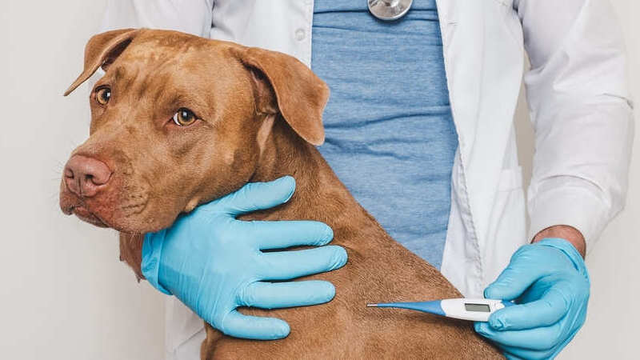 perro con fiebre atendido por un veterinario