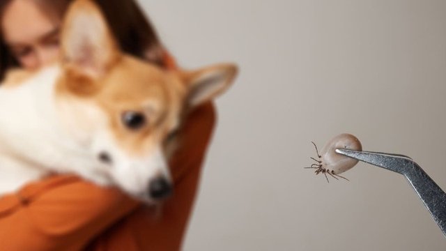 imagen de un perro con una garrapata