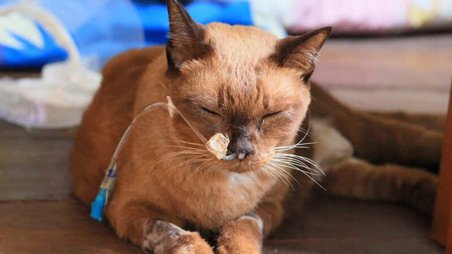 gato con una esofagostomía