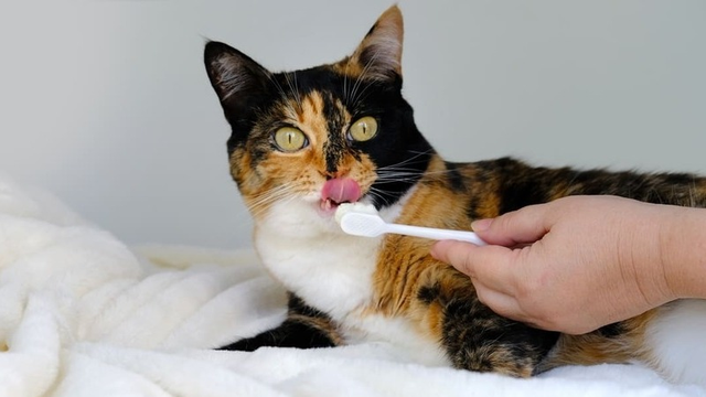 Gingivitis felina